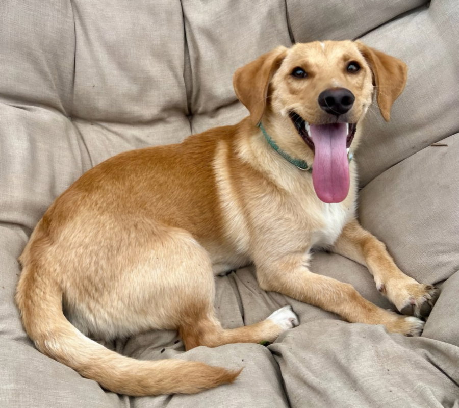 PUPPY MCCOY