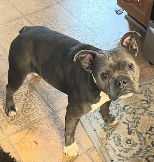BAILEY, an adoptable French Bulldog in Franklin, TN