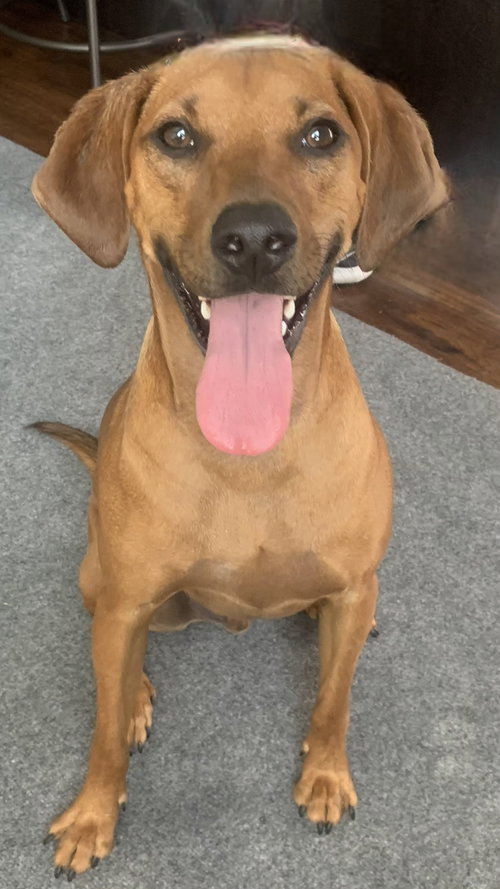 CASH-URGENT ADOPTER OR FOSTER NEEDED!, an adoptable Rhodesian Ridgeback in Franklin, TN