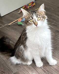 SMUDGE, an adoptable Tabby in Franklin, TN