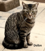 DALLAS, an adoptable Tabby in Franklin, TN