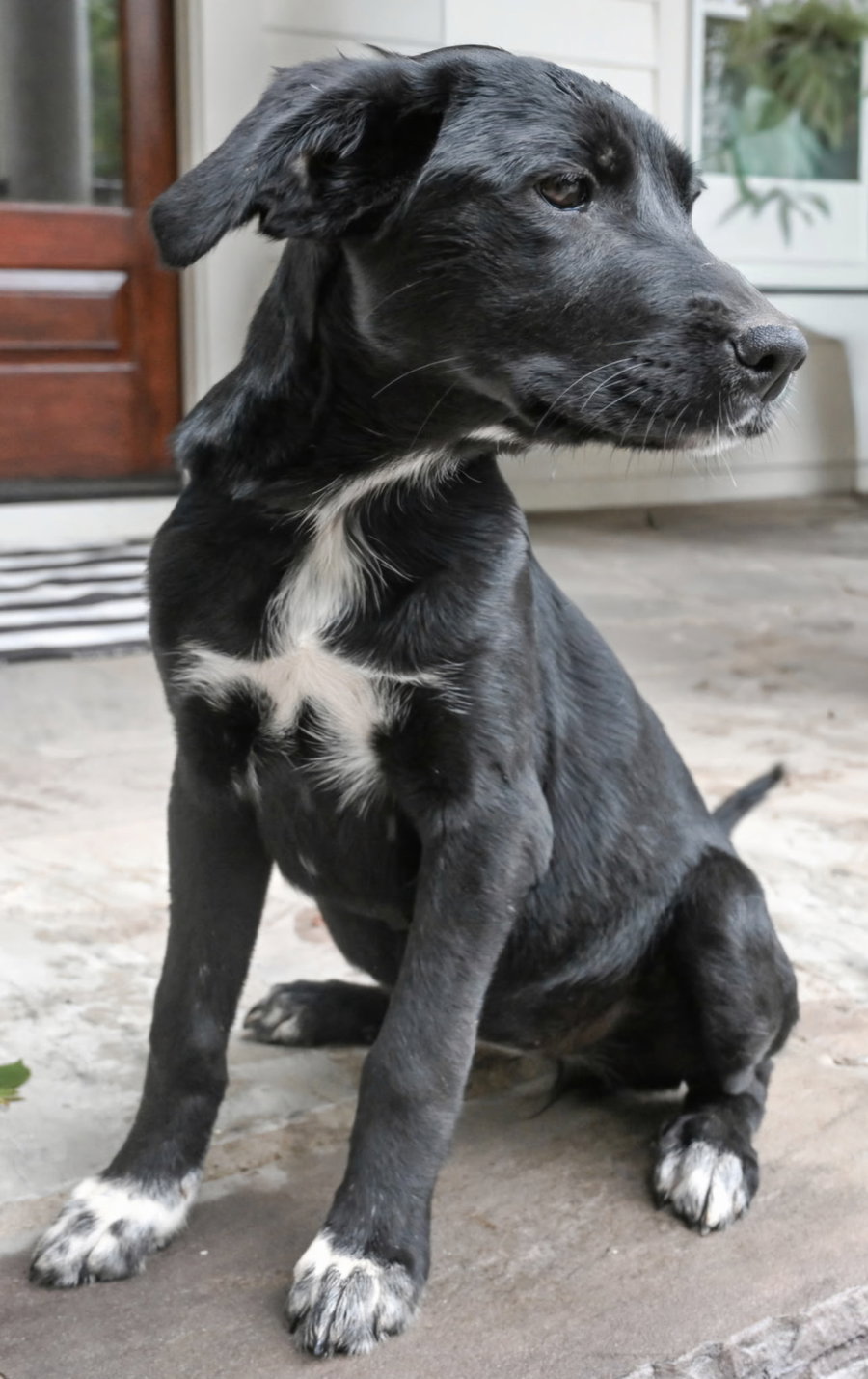 PUPPY MISTY