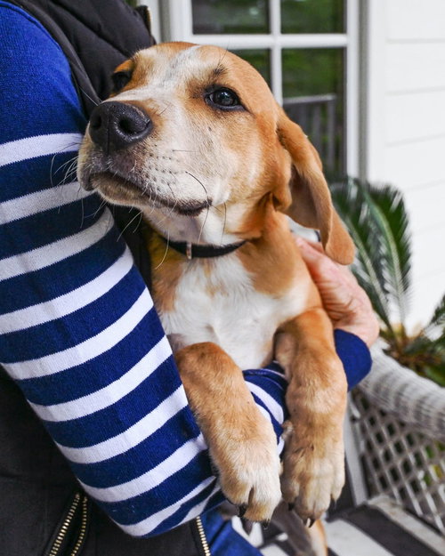 PUPPY ASH, an adoptable Labrador Retriever in Franklin, TN