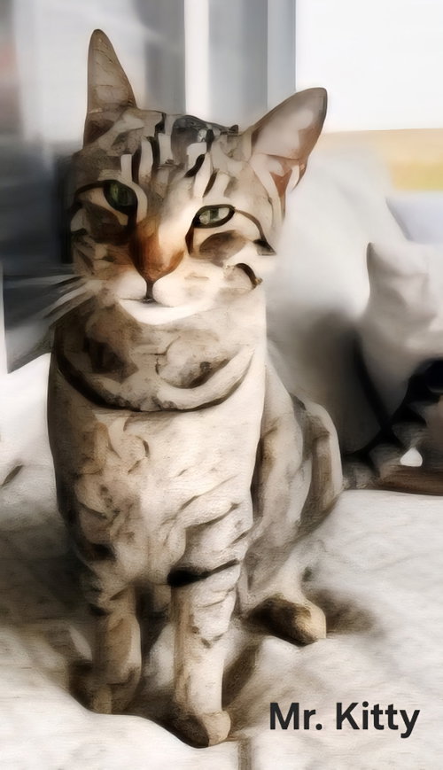 MR. KITTY, an adoptable Tabby in Franklin, TN