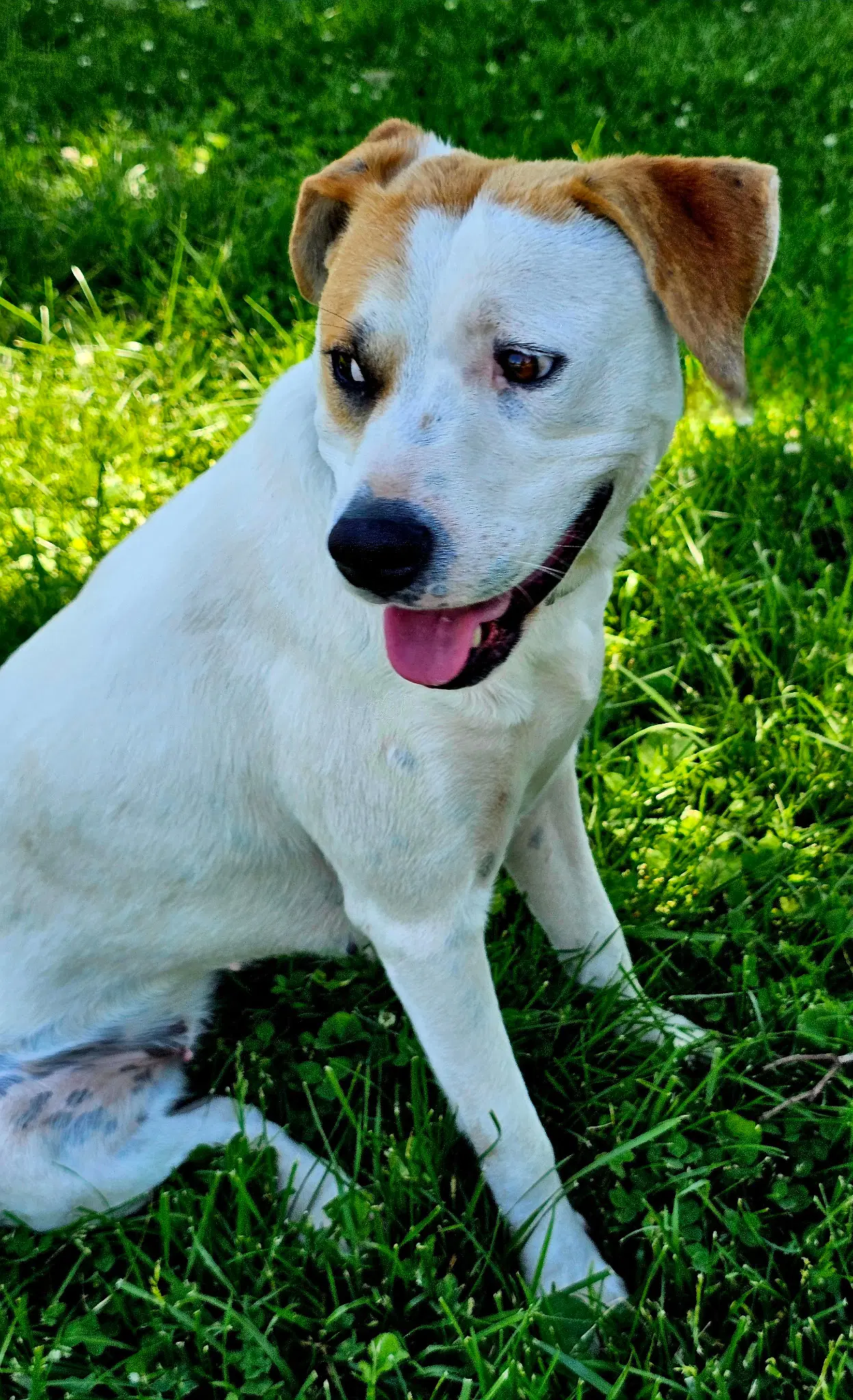 Mika image 3