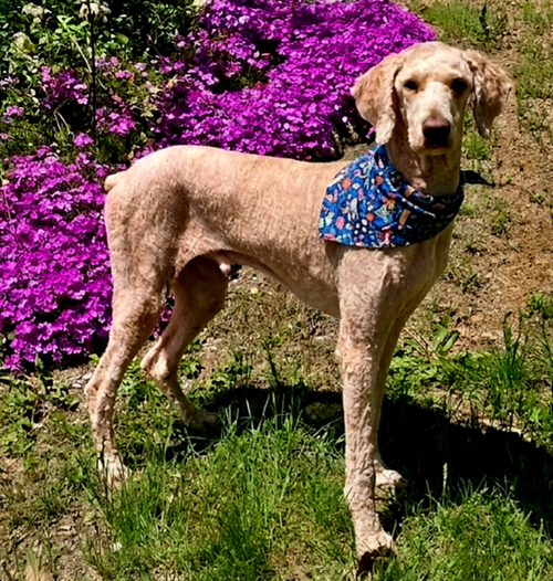 CASHMAN, an adoptable Poodle in Franklin, TN