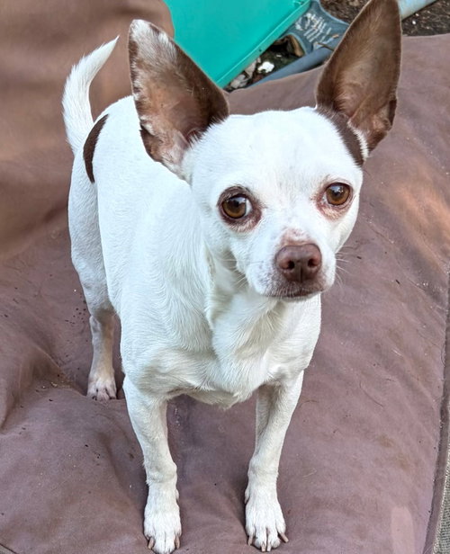 BAM BAM, an adoptable Chihuahua in Franklin, TN