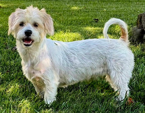 INDEPENDENT ELLA, an adoptable Shih Tzu in Franklin, TN