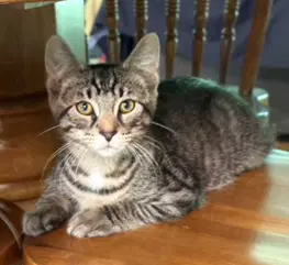Kitten Steve - Domestic Short Hair