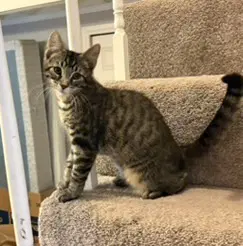 Kitten Steve image 2