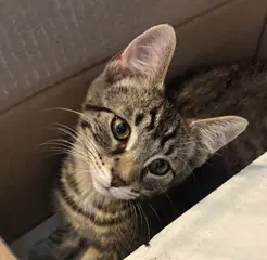 Kitten Steve image 3