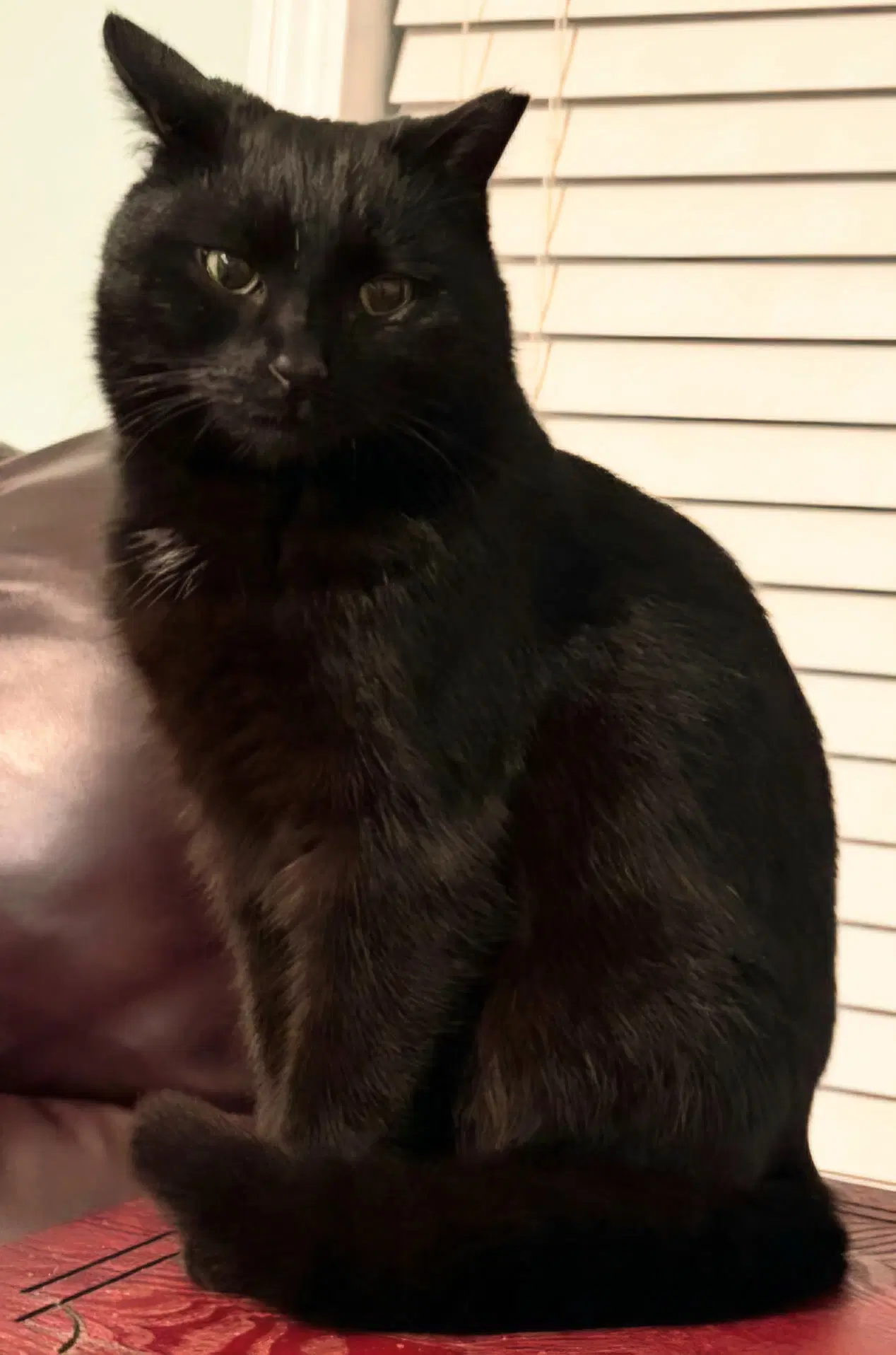 Mary - Domestic Short Hair