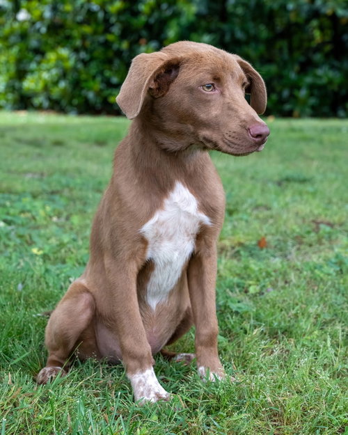 PUPPY MILES