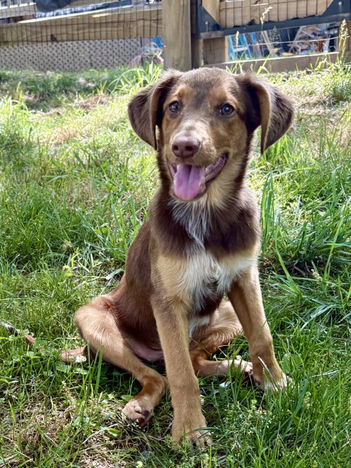 PUPPY MILLIE VANILLIE