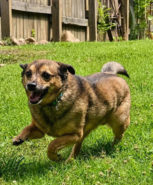 LIL BUDDY photo 2