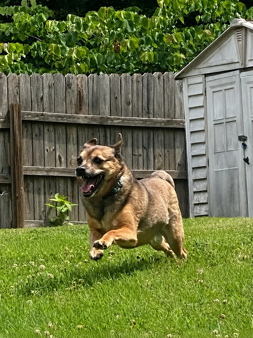 LIL BUDDY photo 3