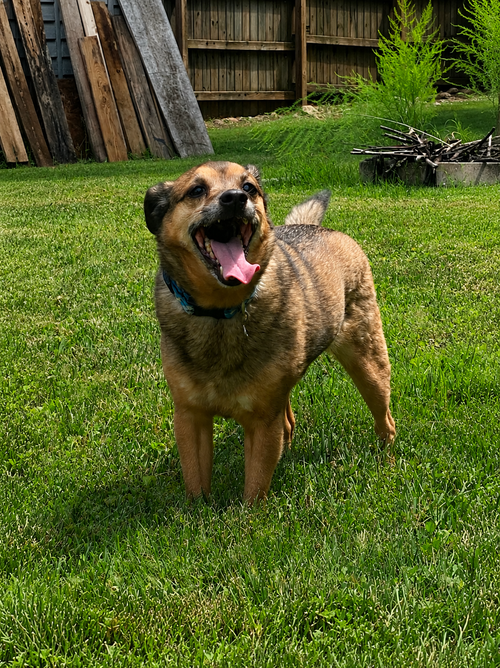 LIL BUDDY photo 4
