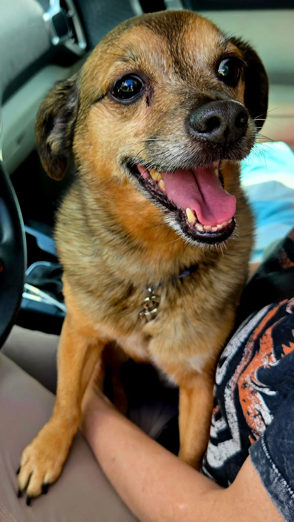 Lil Buddy - Chihuahua