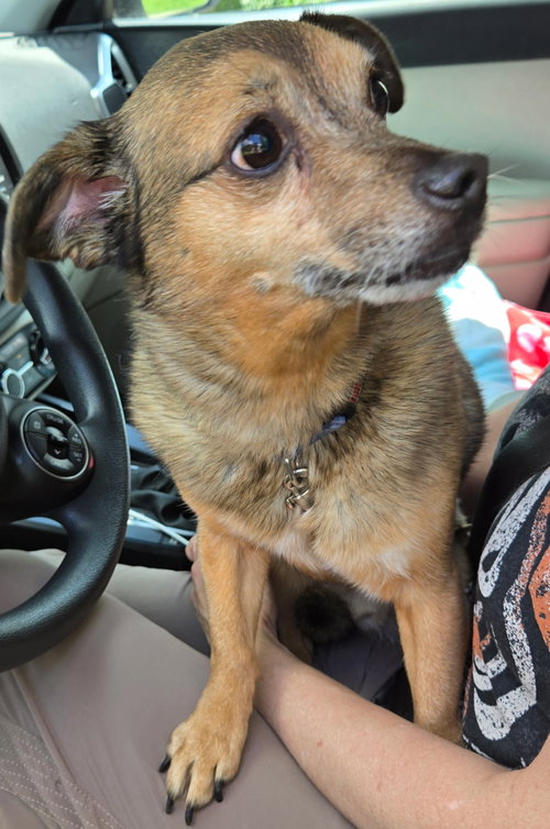 LIL BUDDY photo 1