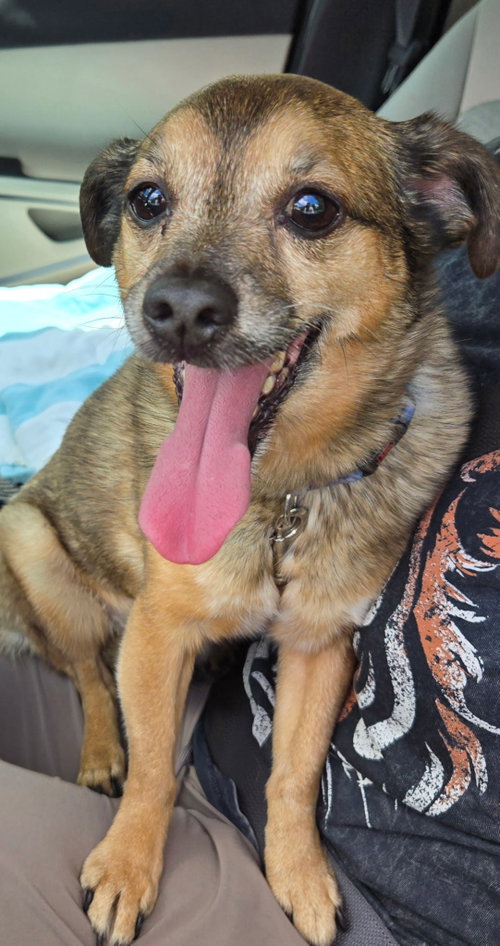 LIL BUDDY photo 3