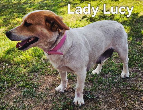 LADY LUCY photo 2