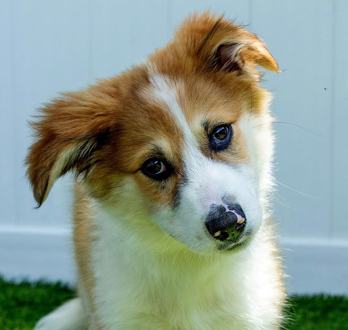 PUPPY PATTY PRO BONO photo 3