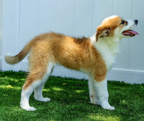 PUPPY PATTY PRO BONO photo 4