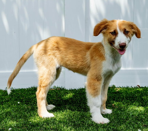 PUPPY JD SWAGGER photo 3