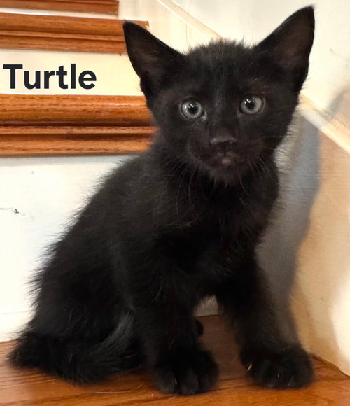 KITTEN TURTLE