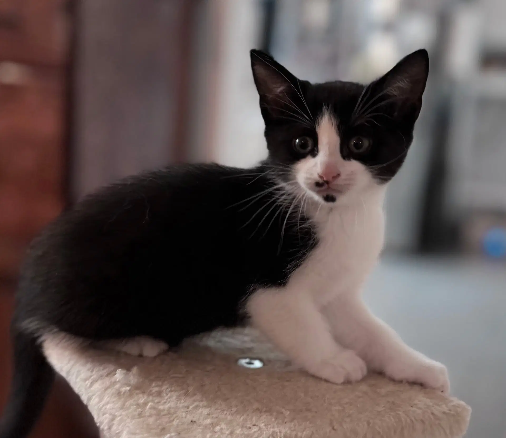 Kitten Oolong image 2