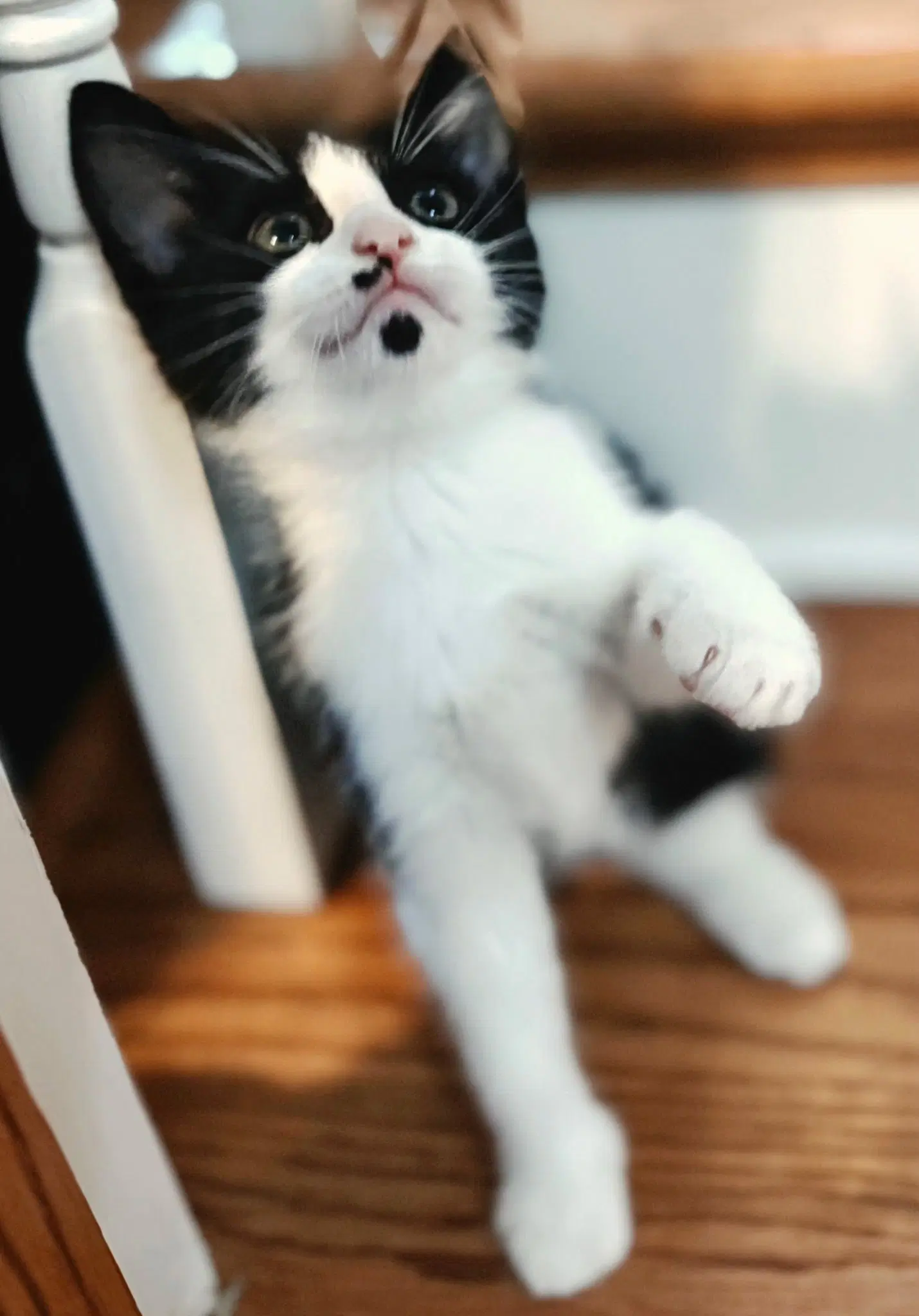 Kitten Oolong image 3
