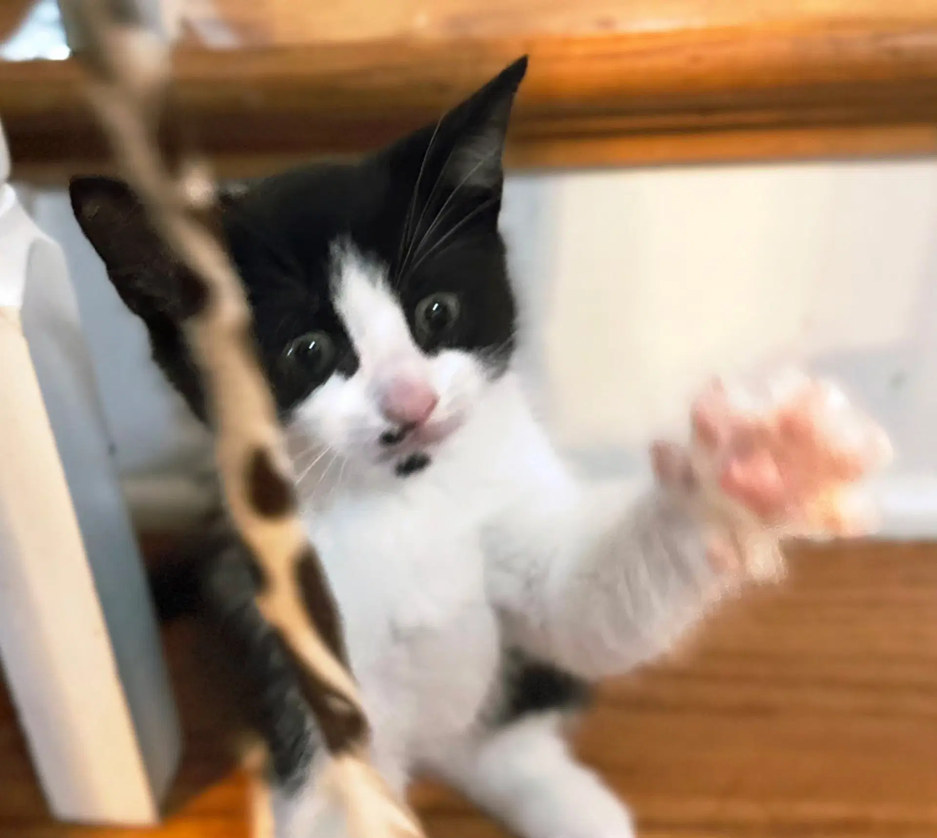 Kitten Oolong image 4