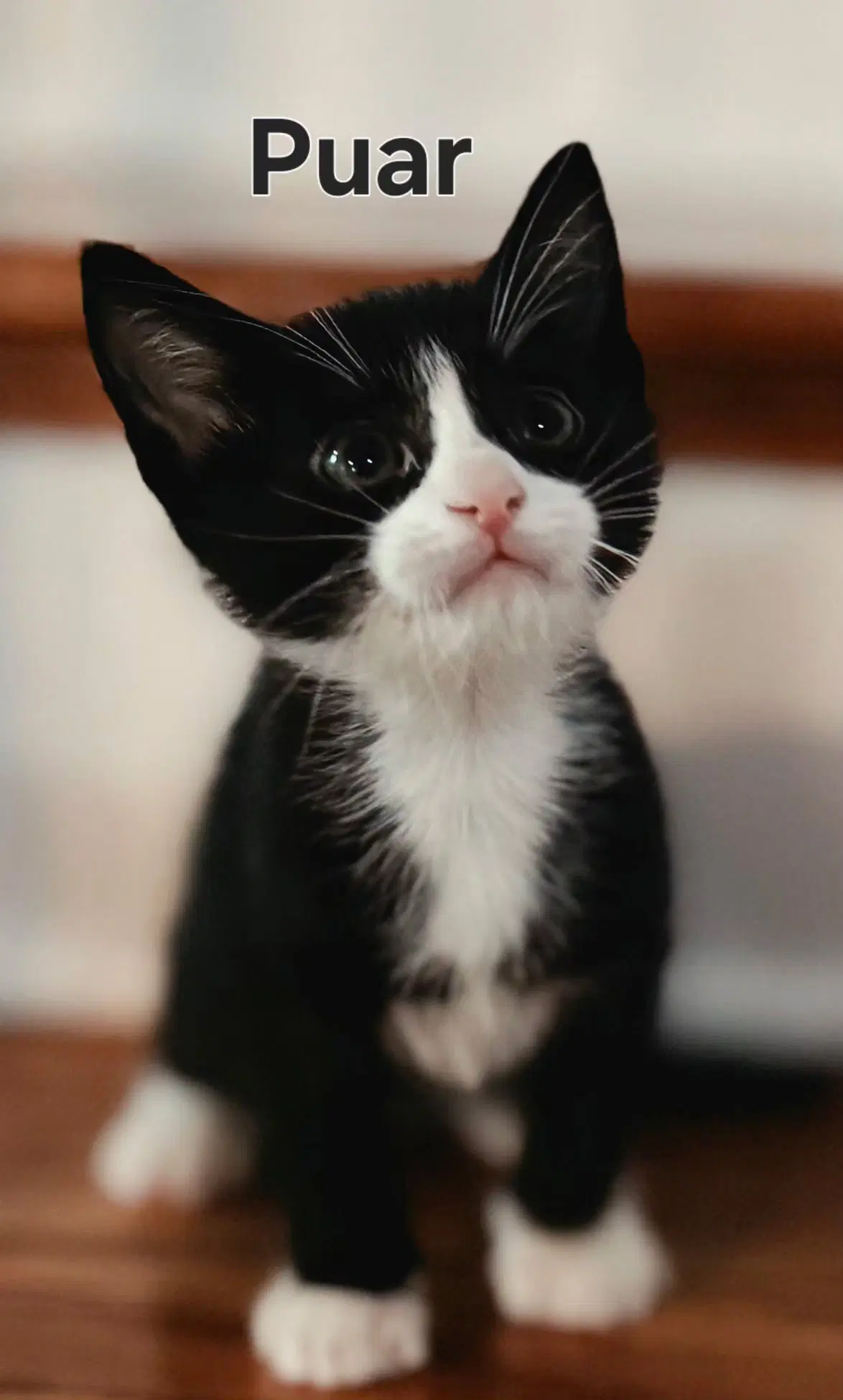 Kitten Puar image 2