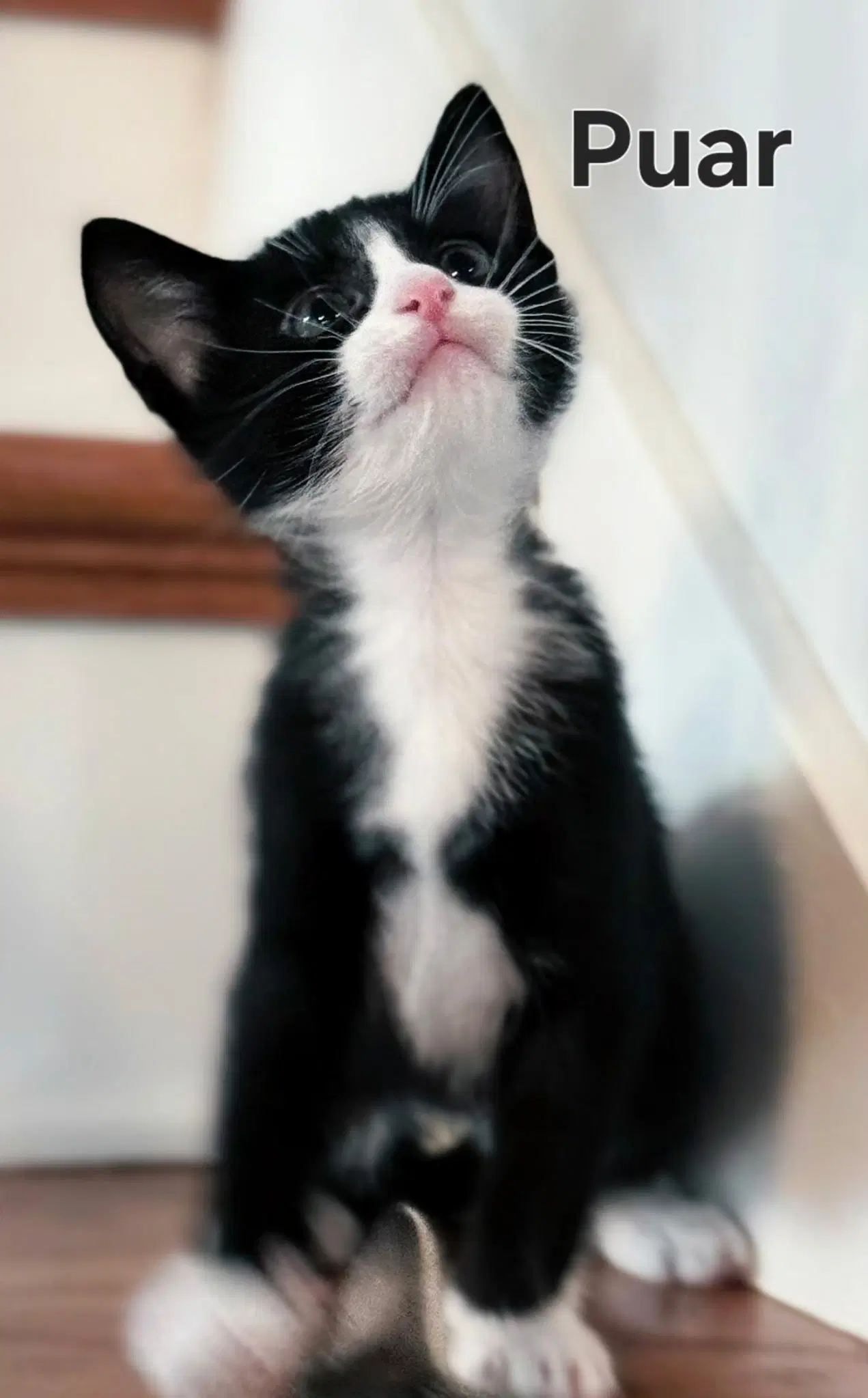Kitten Puar image 3