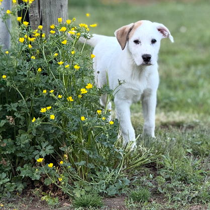 PUPPY PARIS
