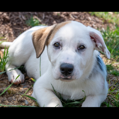 PUPPY PARIS photo 2