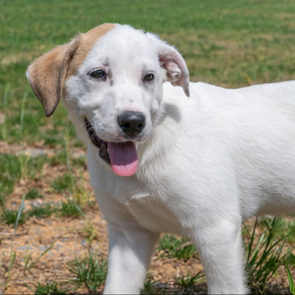 PUPPY PARIS photo 4