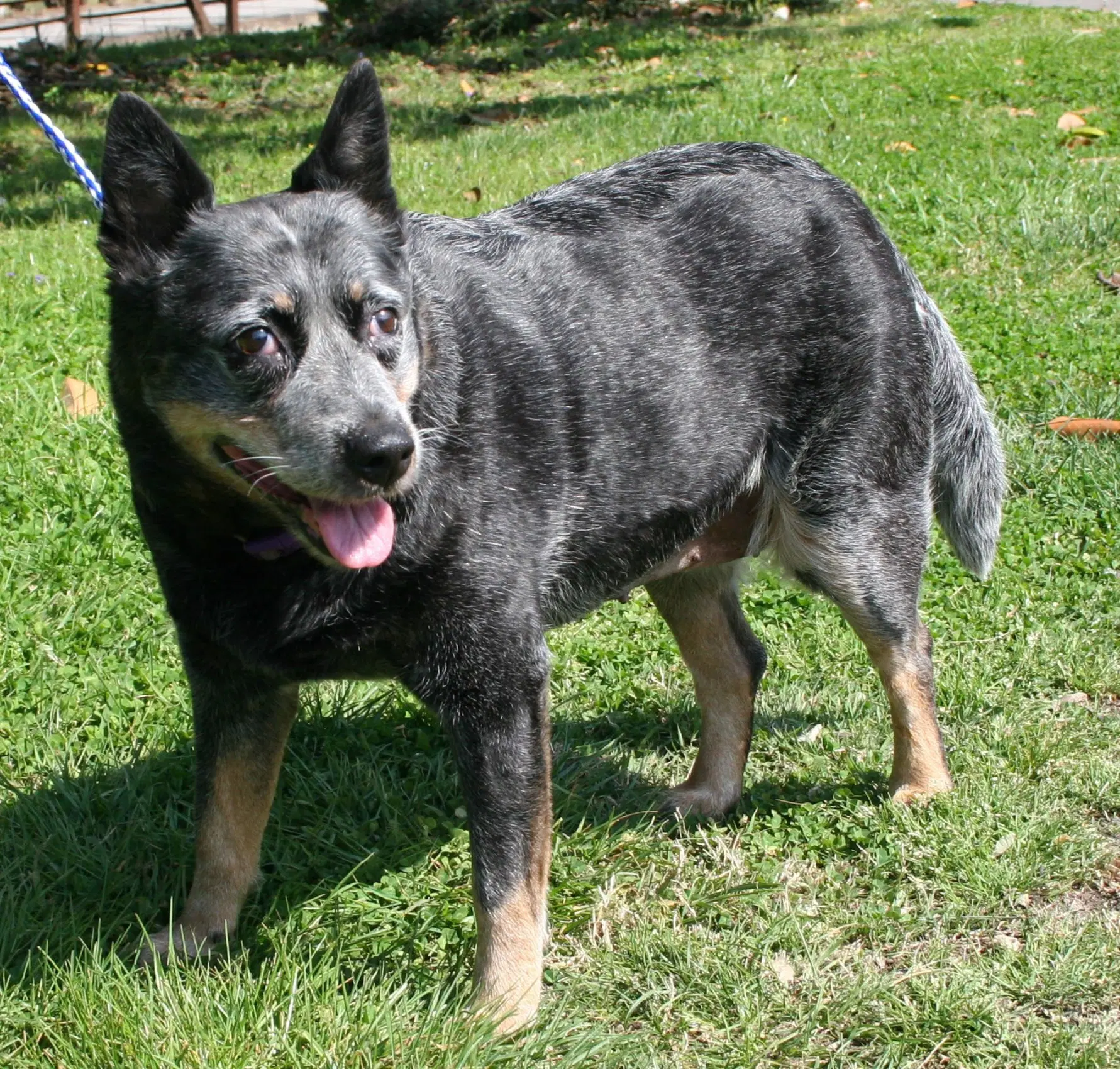 Blue Sassy - Australian Cattle Dog/Blue Heeler