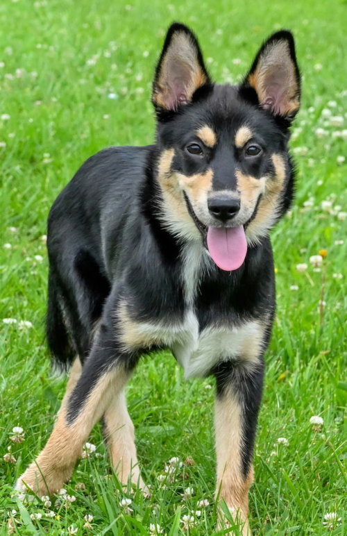 PUPPY CHEROKEE