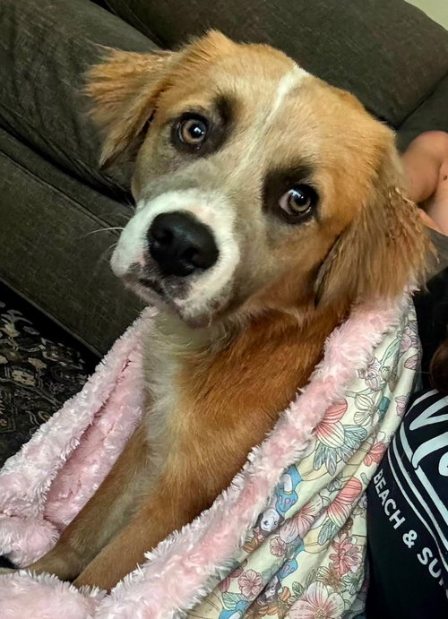 PUPPY MILO