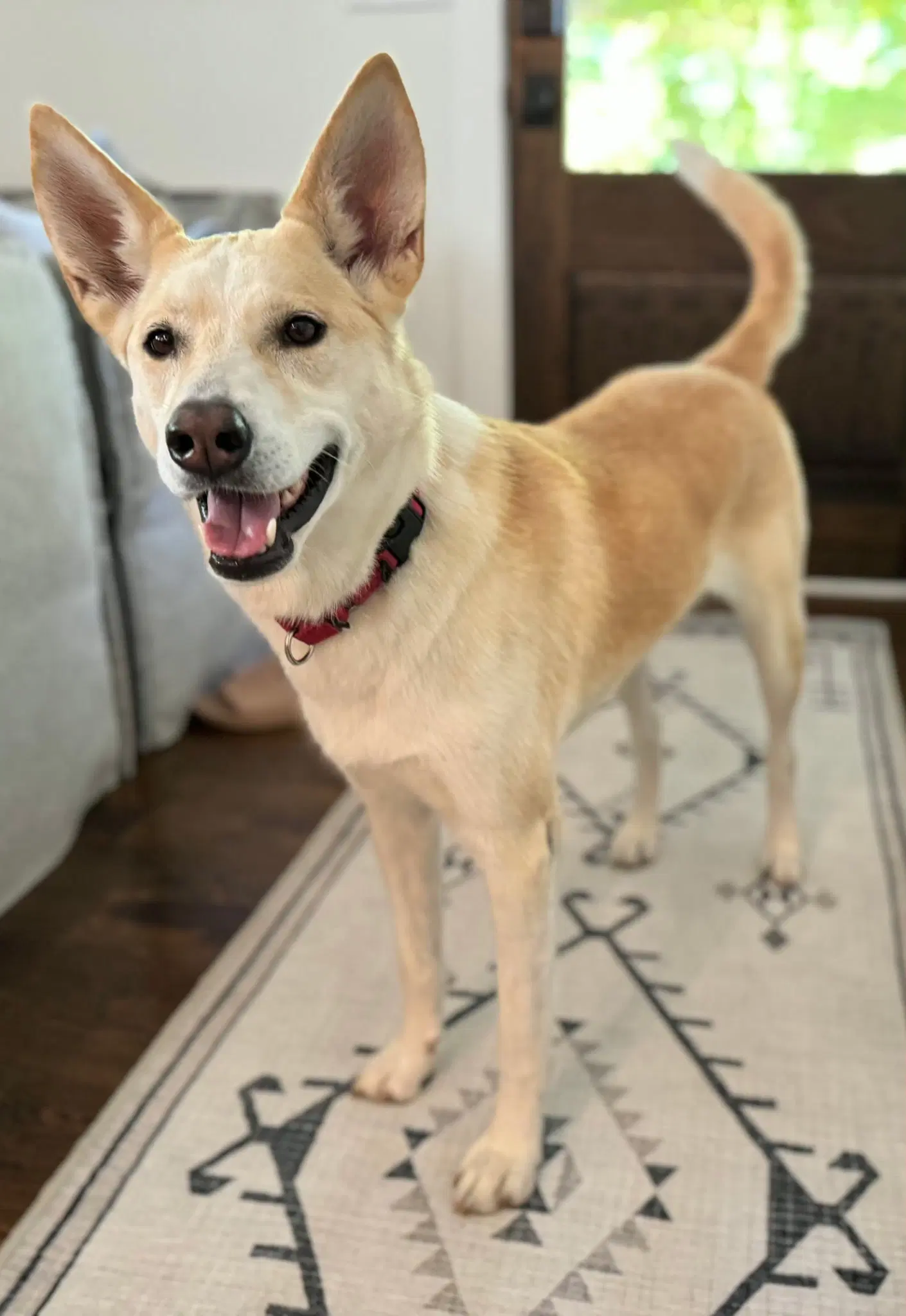 Lil Bit-Urdent Foster Needed - Husky