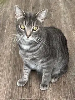 Kitten Max - Tabby