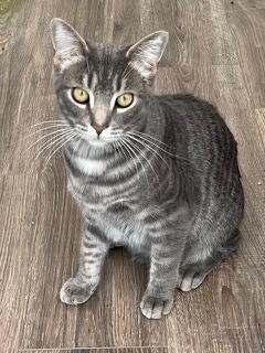 Kitten Max
