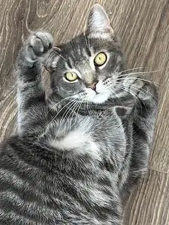 Kitten Max image 2