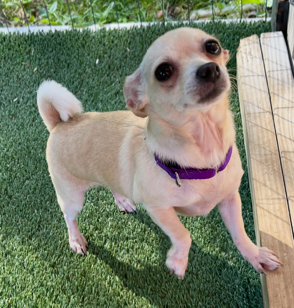 ANGEL-8 LB TEACUP CHIHUAHUA
