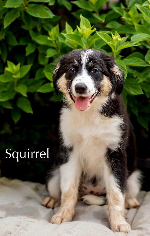 PUPPY SQUIRREL photo 3