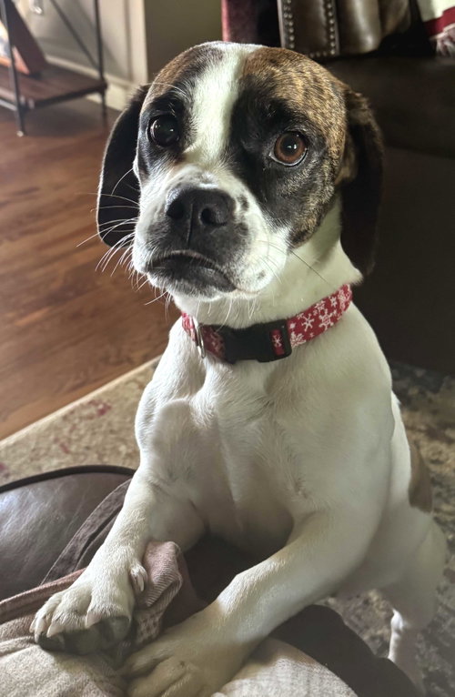 DAISY BELLE