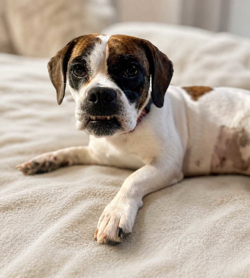 DAISY BELLE photo 3