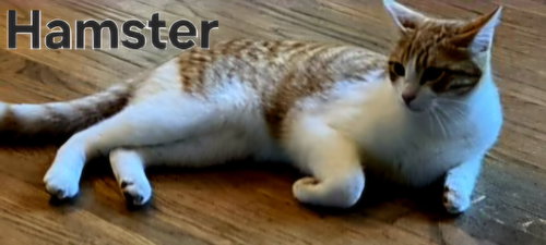 Hamster photo 2
