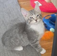 Kitten Jesse photo 3